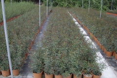 Pistacia lentisco 